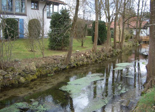 Gehölzschnitt Rossschwämme