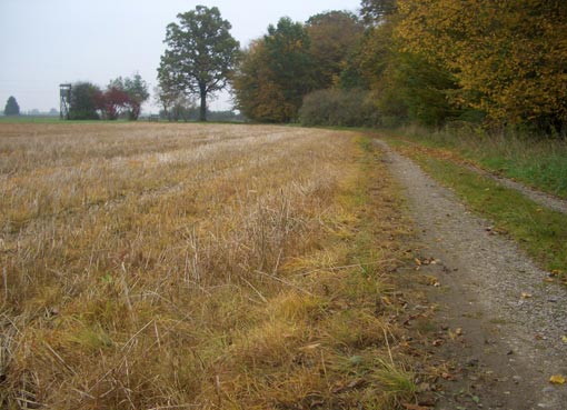 vernichtete Ackerrandstreifen