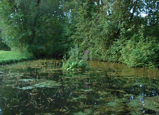 Insel im Augartenweiher