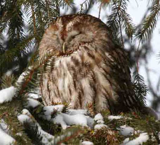 Waldkauz