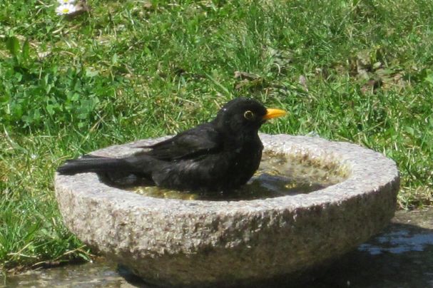 Eine Amsel, welche in einer mit Wasser gefüllten Trinkschale sitzt