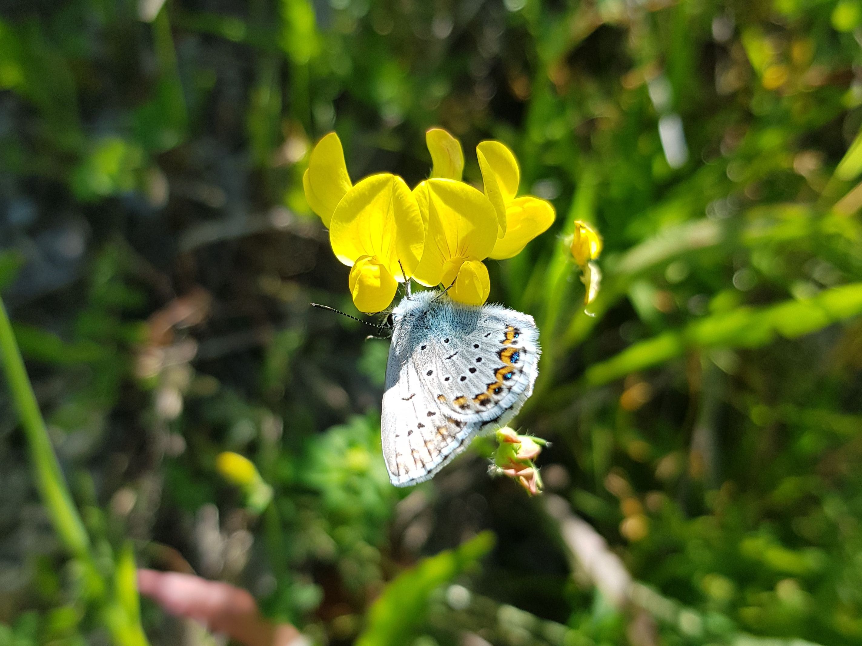 Das Foto (das andere unserer beiden Jahreszeitbilder für den Sommer) zeigt einen Hauhechel-Bläuling mit zusammengefalteten Flügeln auf einer gelben Blume. Die Flügelunterseite ist graubraun mit schwarzen, weiß umrandeten Punkten und orangen Flecken am Flügelsaum gefärbt.