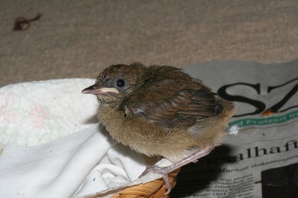 Mönchsgrasmücke (Jungvogel)