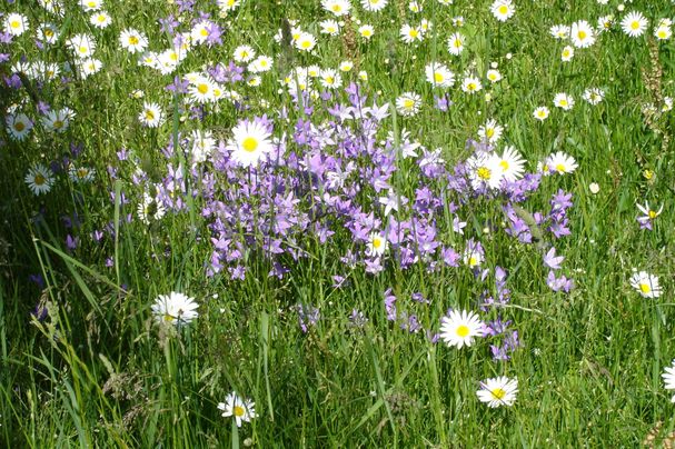 Blumenwiese