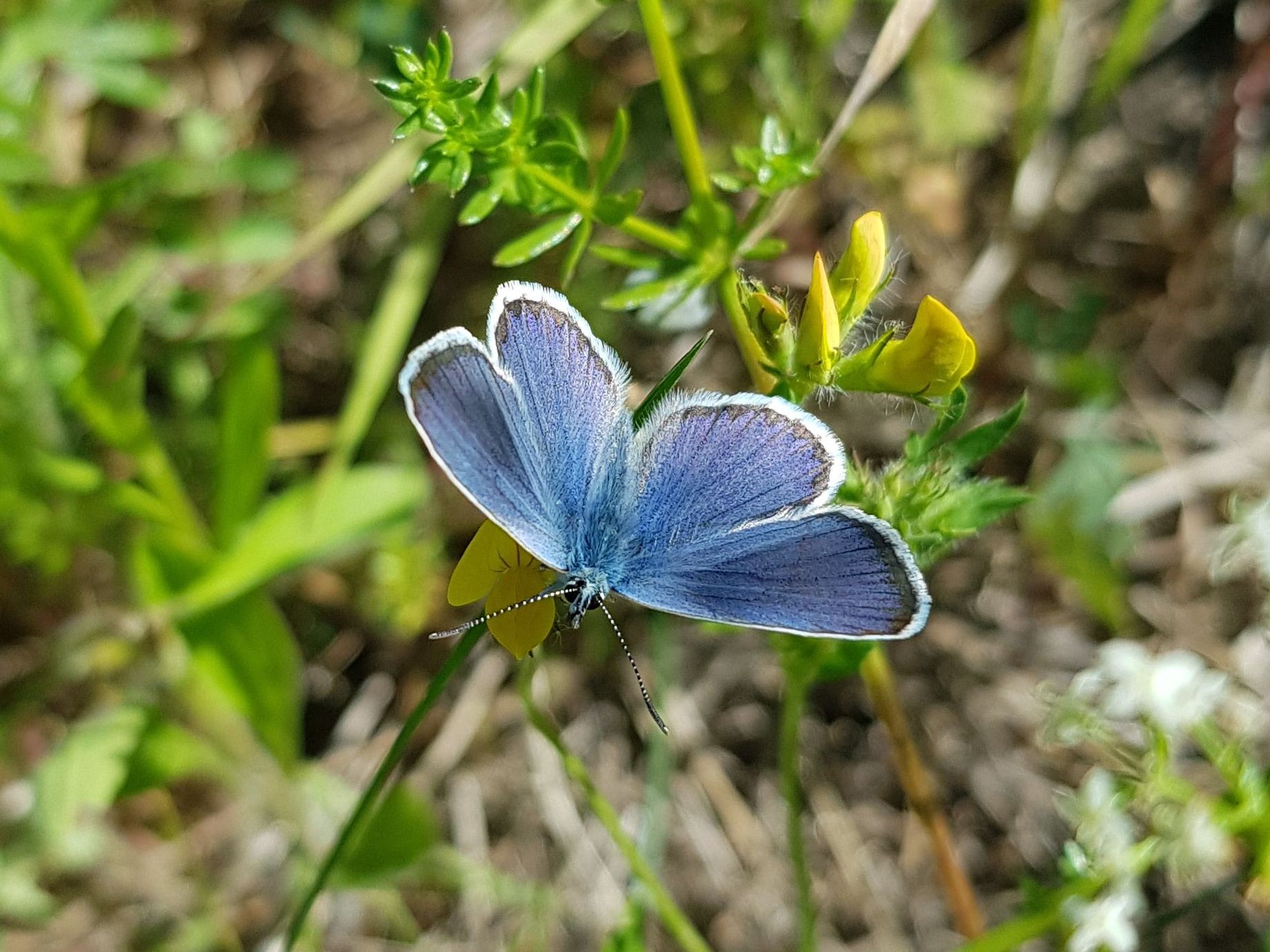 Das Foto (eines unserer beiden Jahreszeitbilder für den Sommer) zeigt ein männliches Exemplar des Hauhechel-Bläulings, von vorne und oben fotografiert, auf einer gelben Blume. Das namensgebende Blau ist kräftig und geht leicht in Violett über.