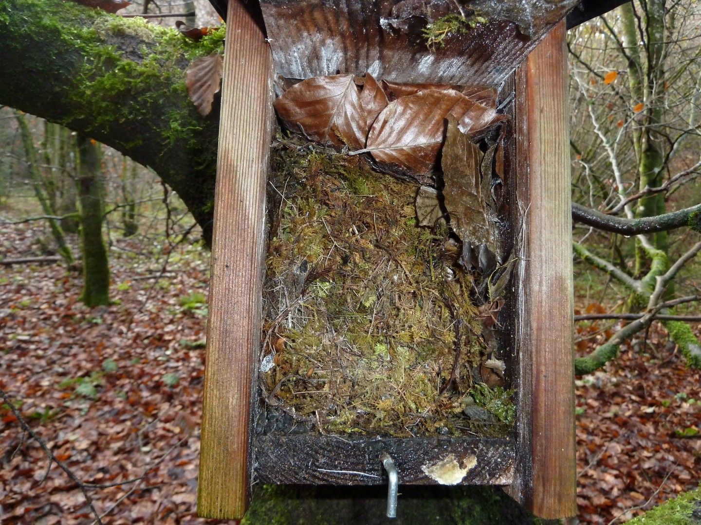 Meise und Siebenschläfer