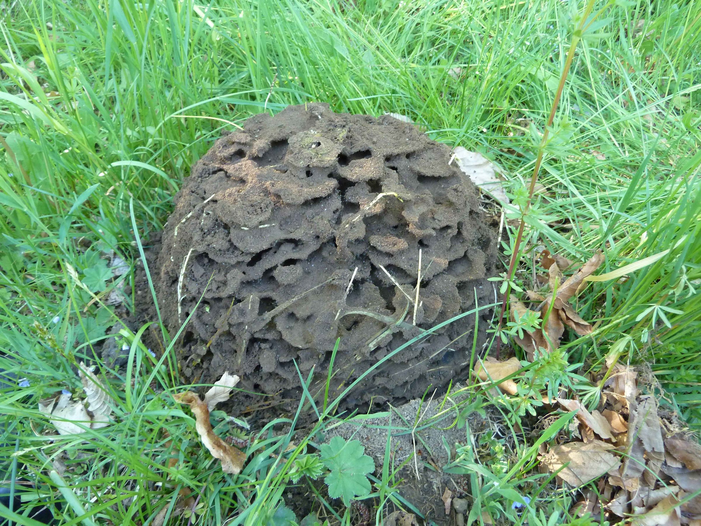 Nest Wiesenameisen