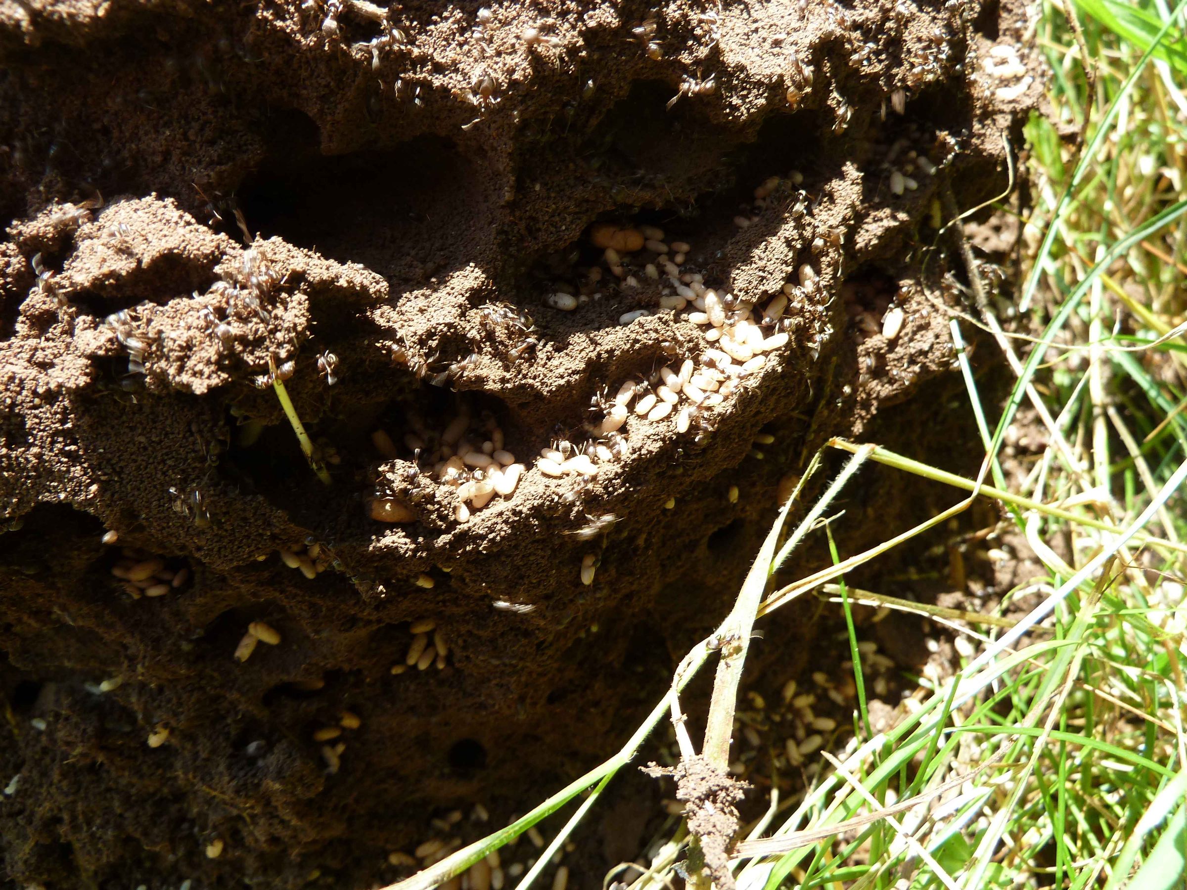 Nest Wiesenameisen