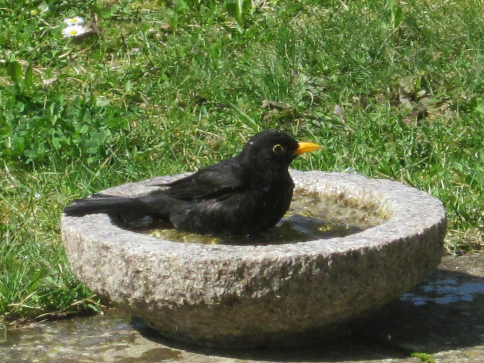 Amsel