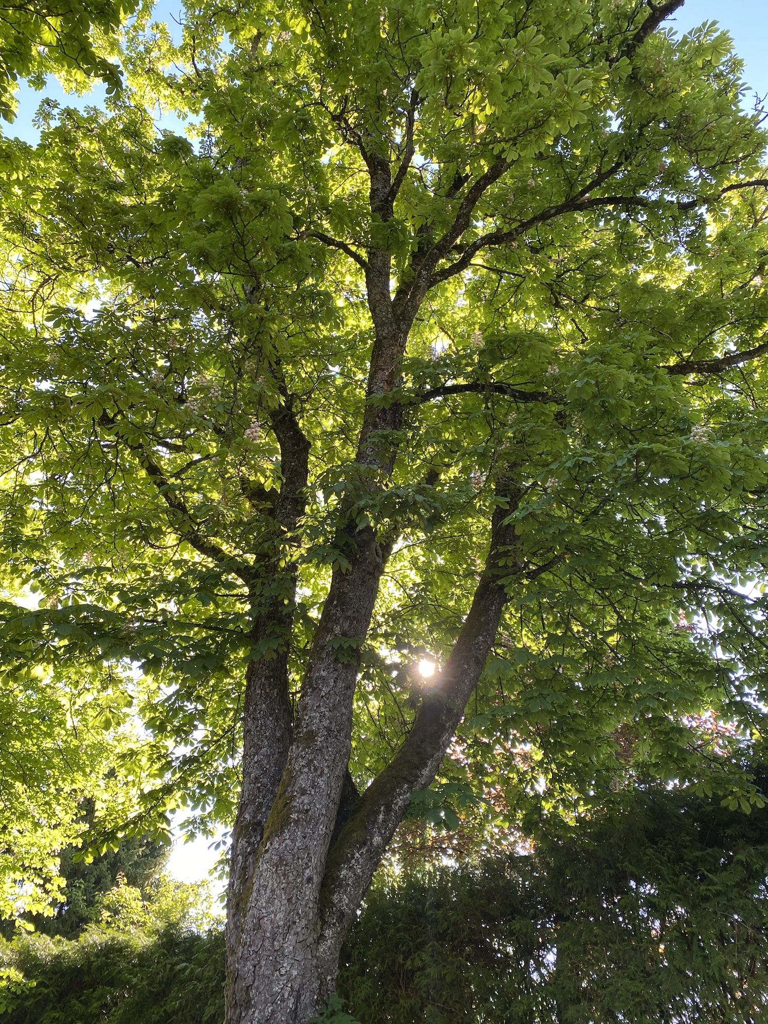Das Foto zeigt einen circa 15-20 m hohen Baum, evtl. eine Eiche.