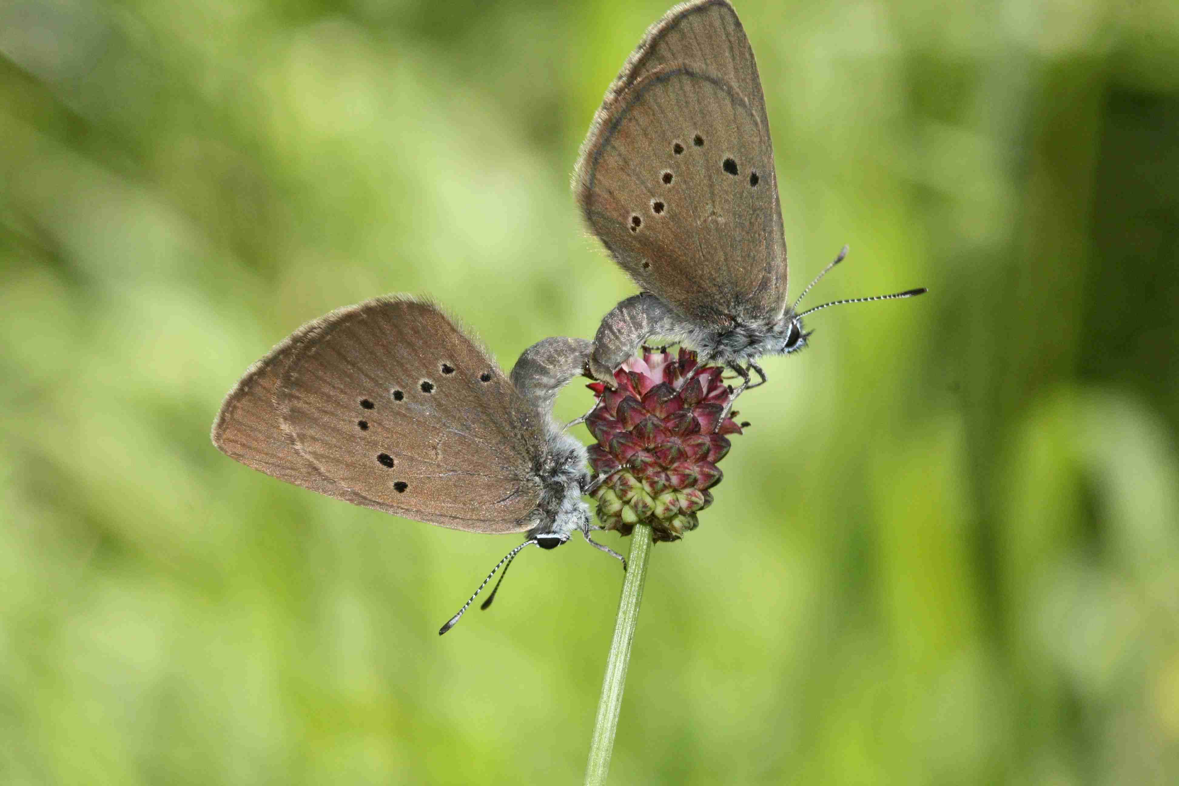 Dunkler Wiesenknopf-Ameisenbläuling