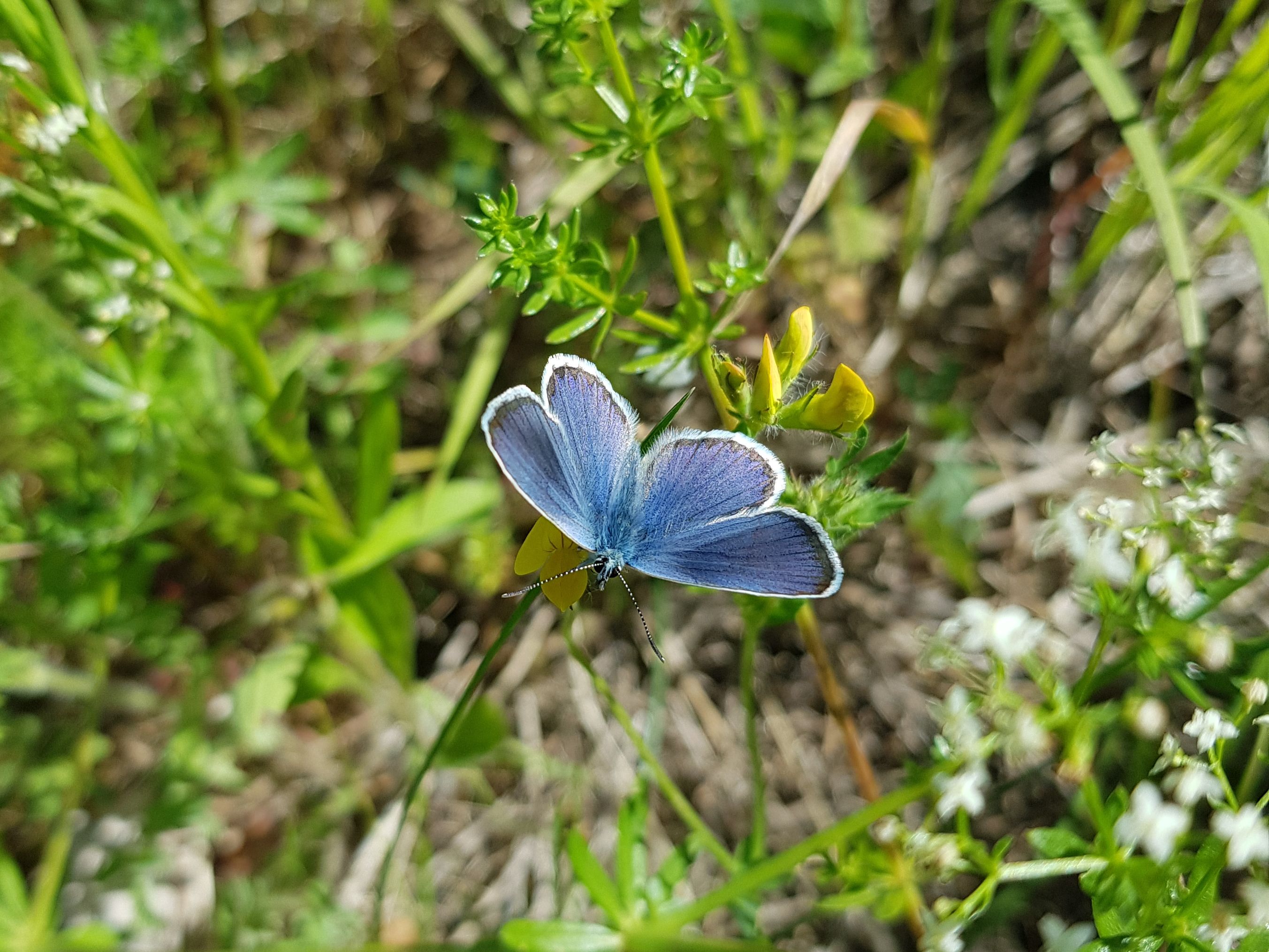Männlicher Idas-Bläuling mit tiefblau, leicht metallisch schimmernder Flügeloberseite.