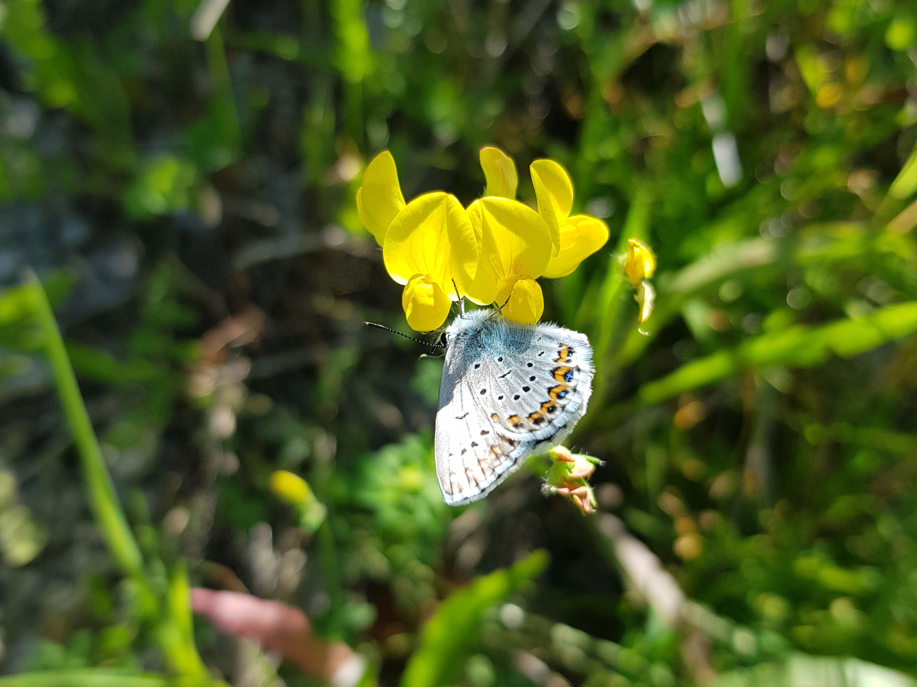 Männlicher Idas-Bläuling auf gelber Blüte eines Gewöhnlichen Hornklees.