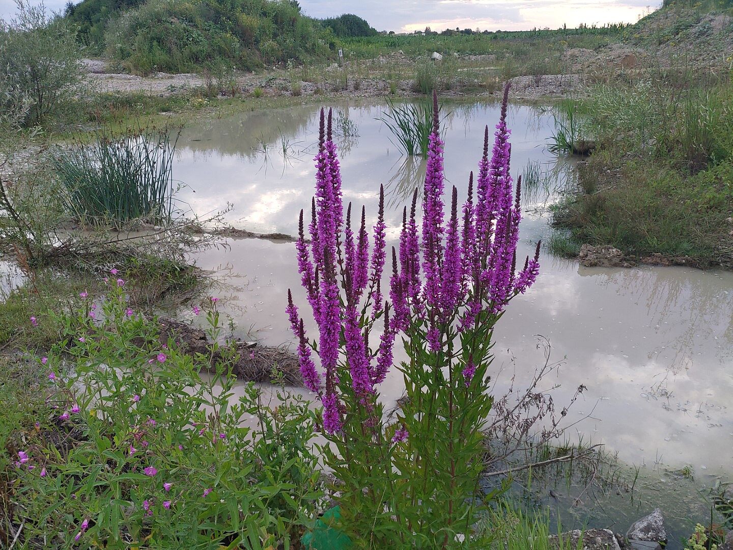 Gewöhnlicher Blutweiderich 