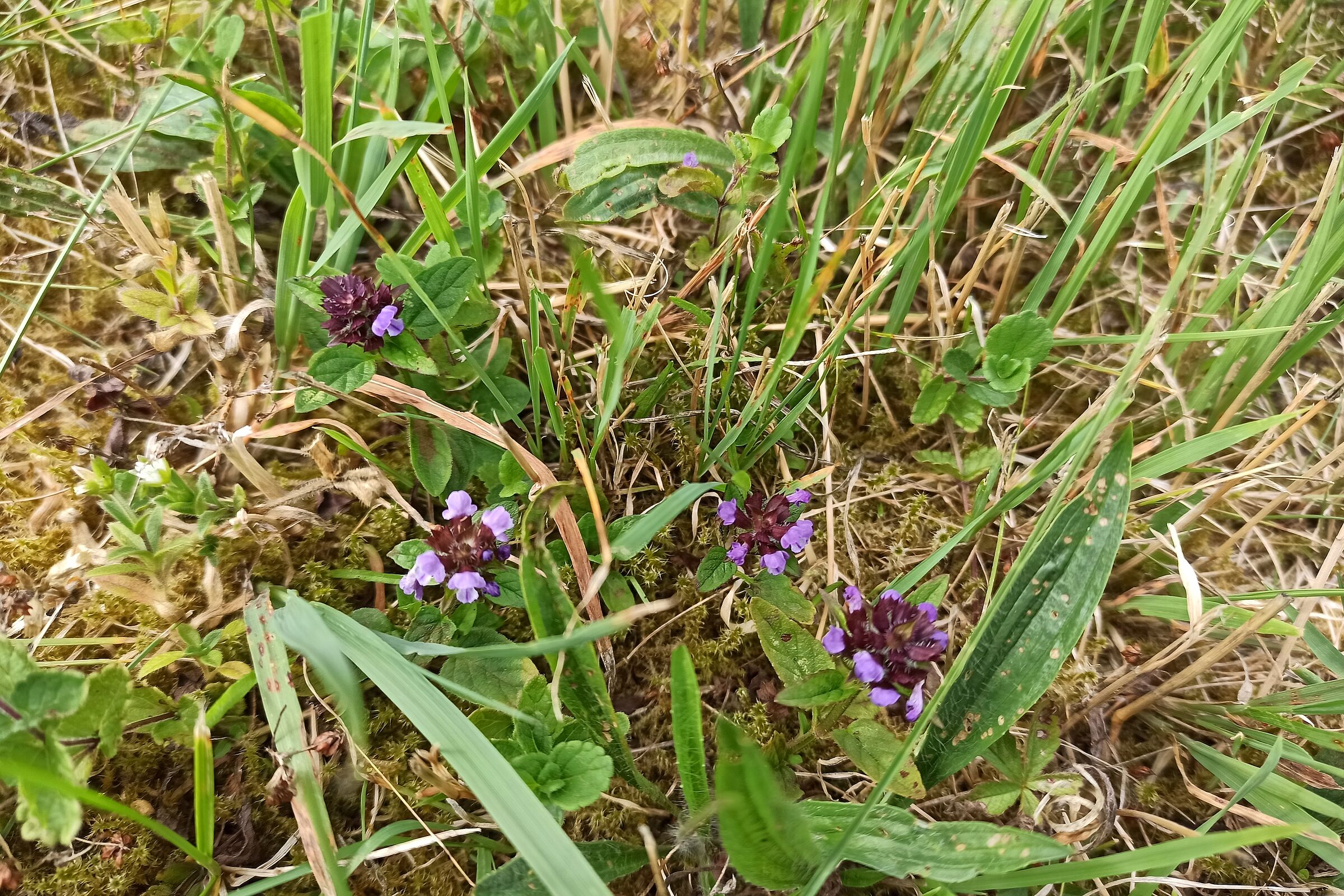 Kleine Braunelle