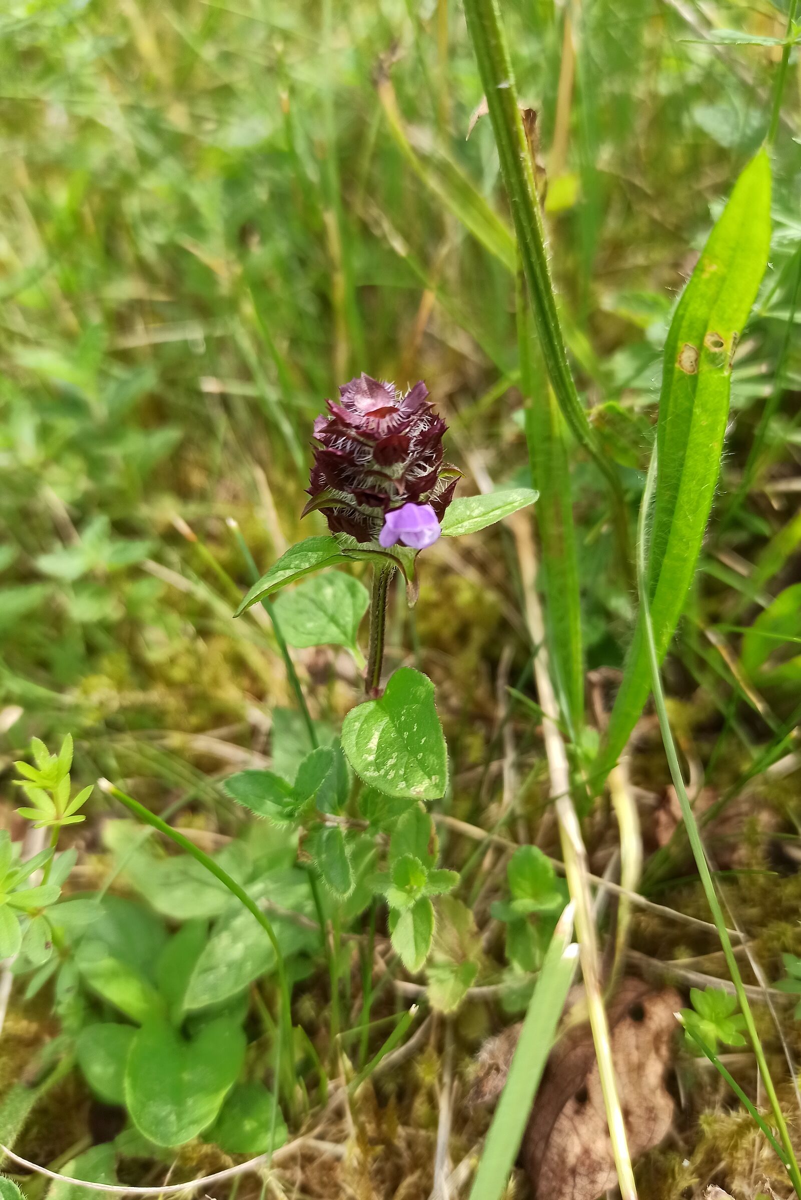 Kleine Braunelle verblüht