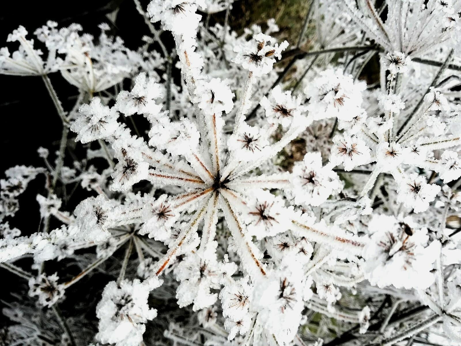 Doldengewächs im Winter