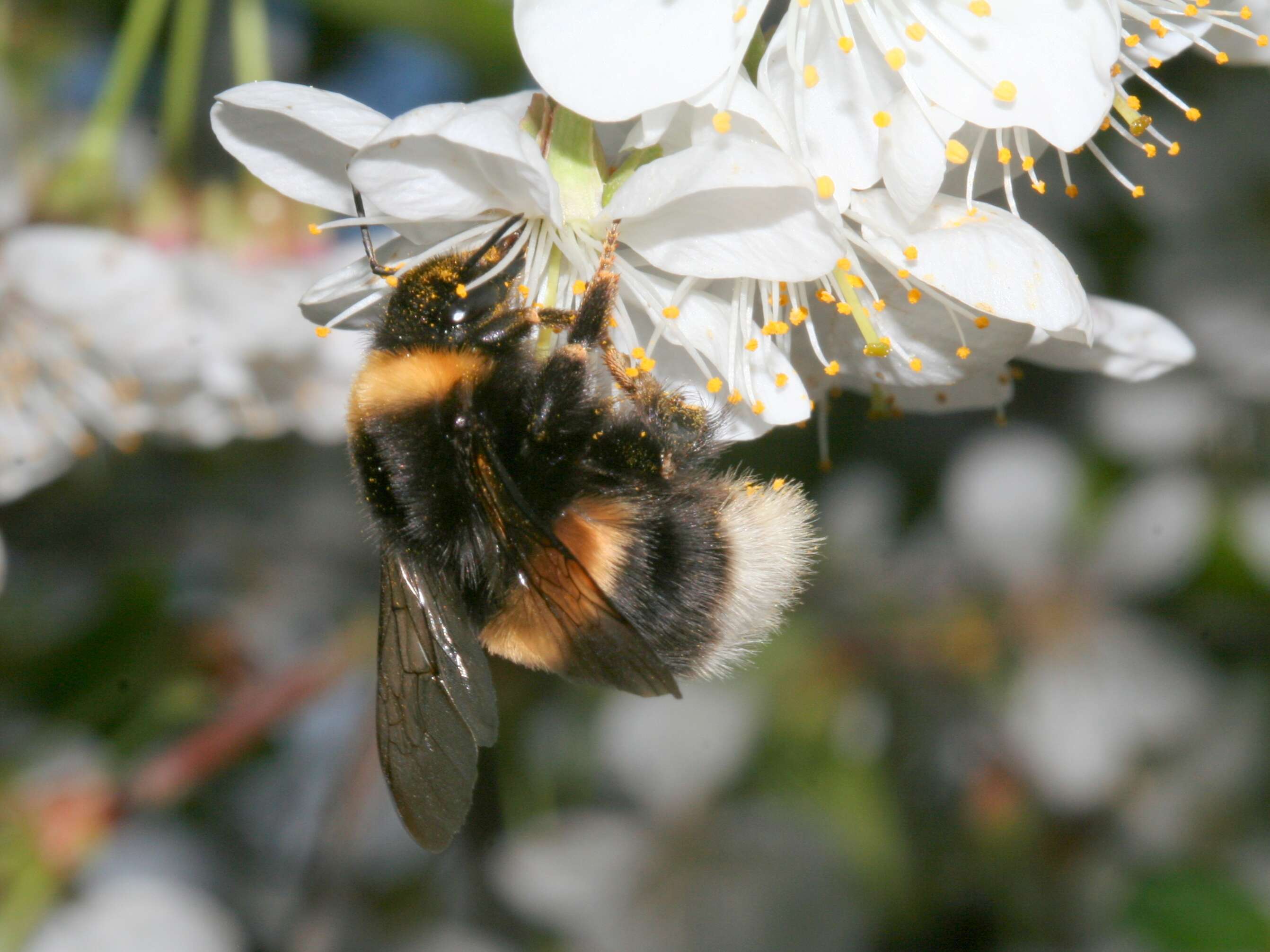 Erdhummel