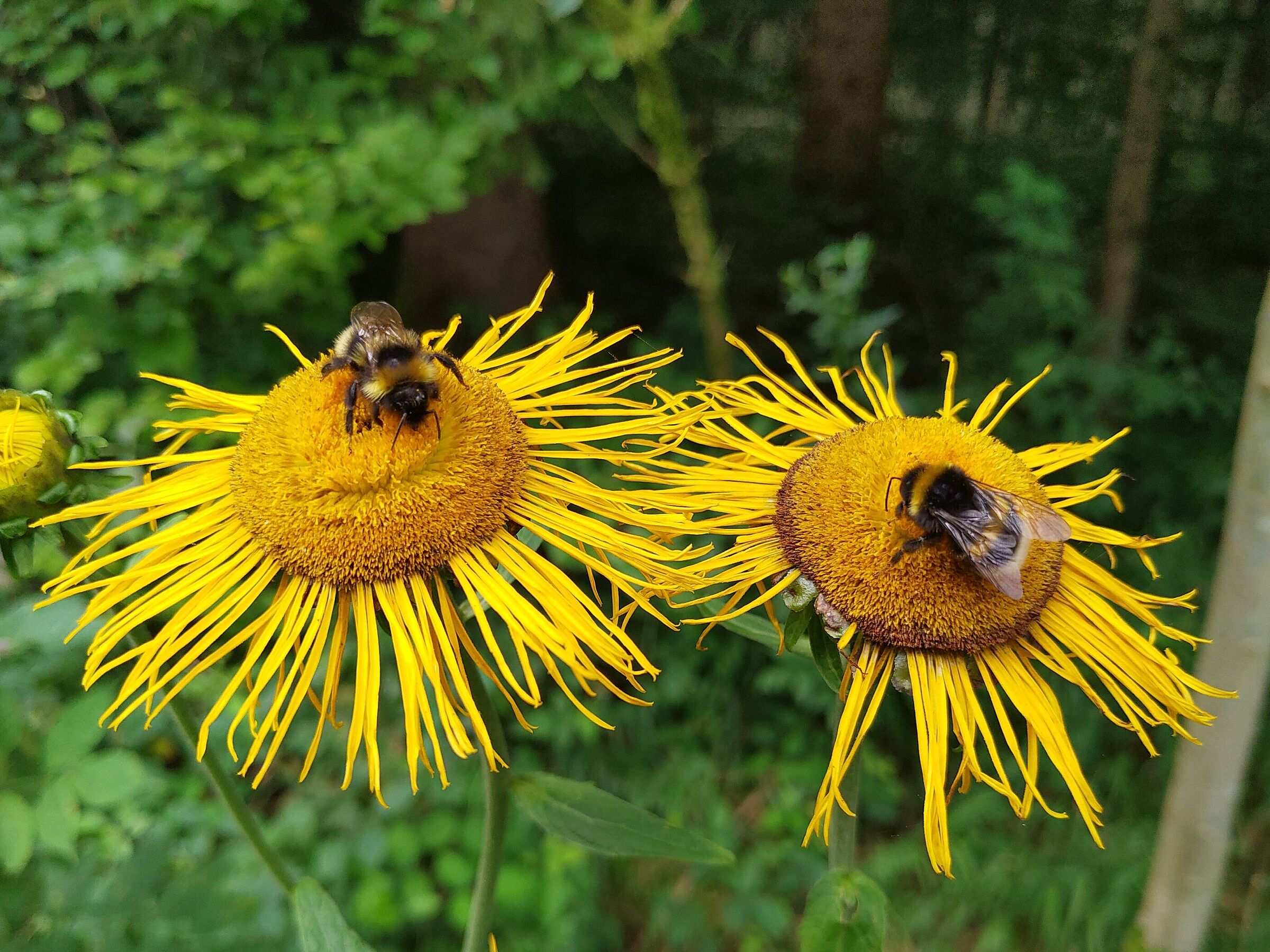 Erdhummel auf Echtem Alant