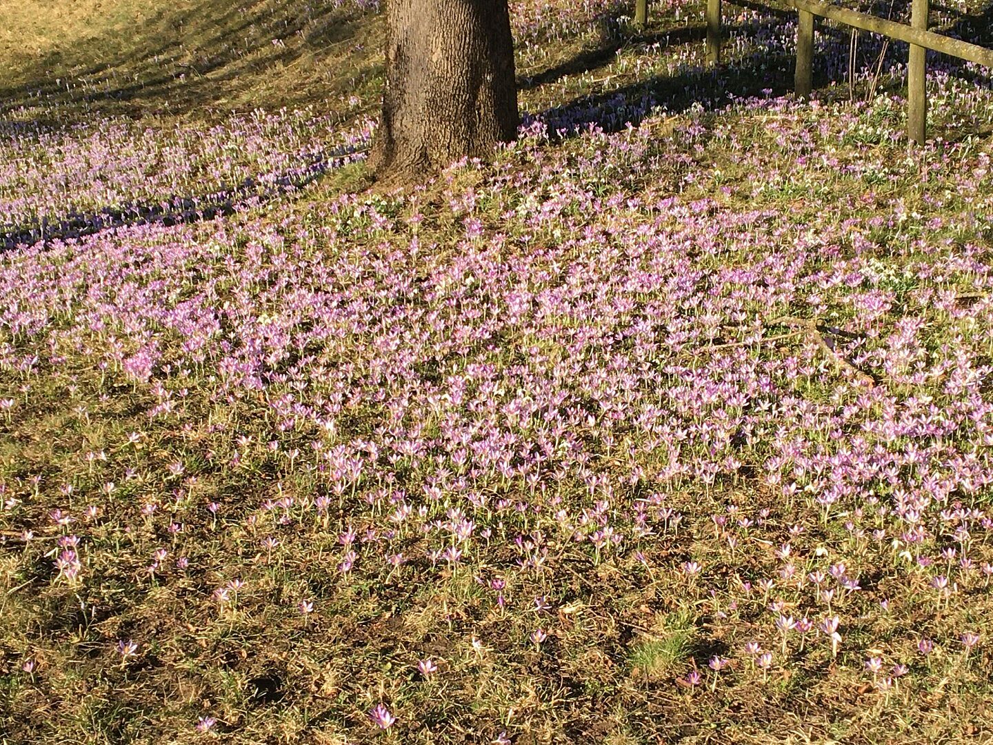 Frühjahrsblütler