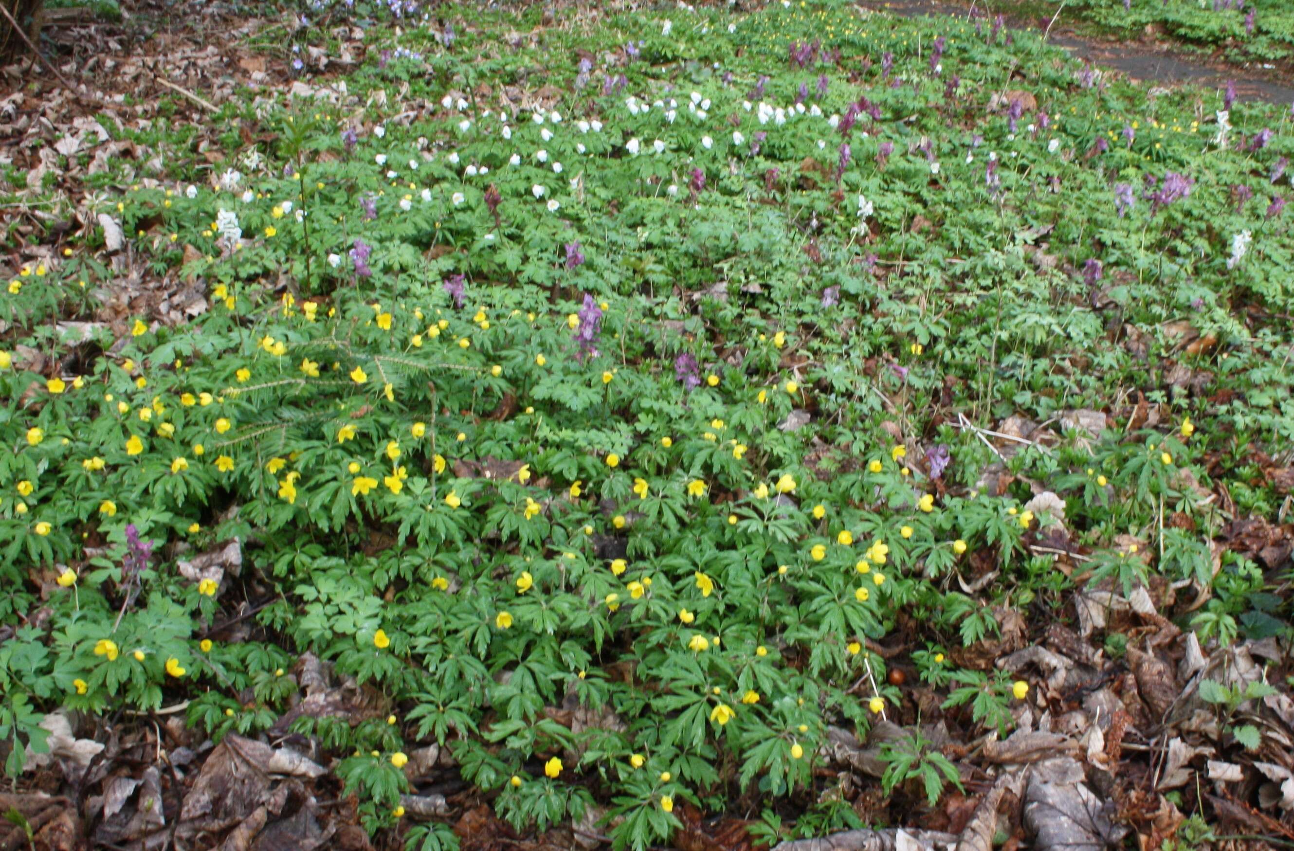 Frühlingsboten