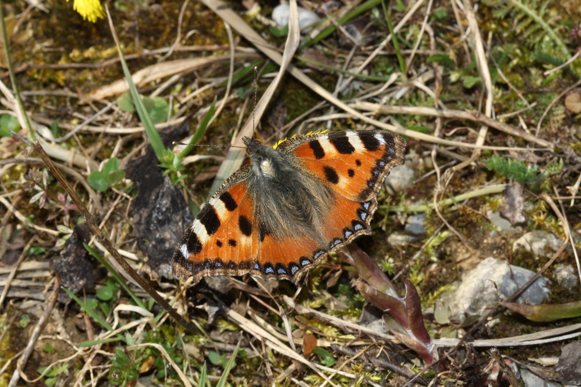 Kleiner Fuchs