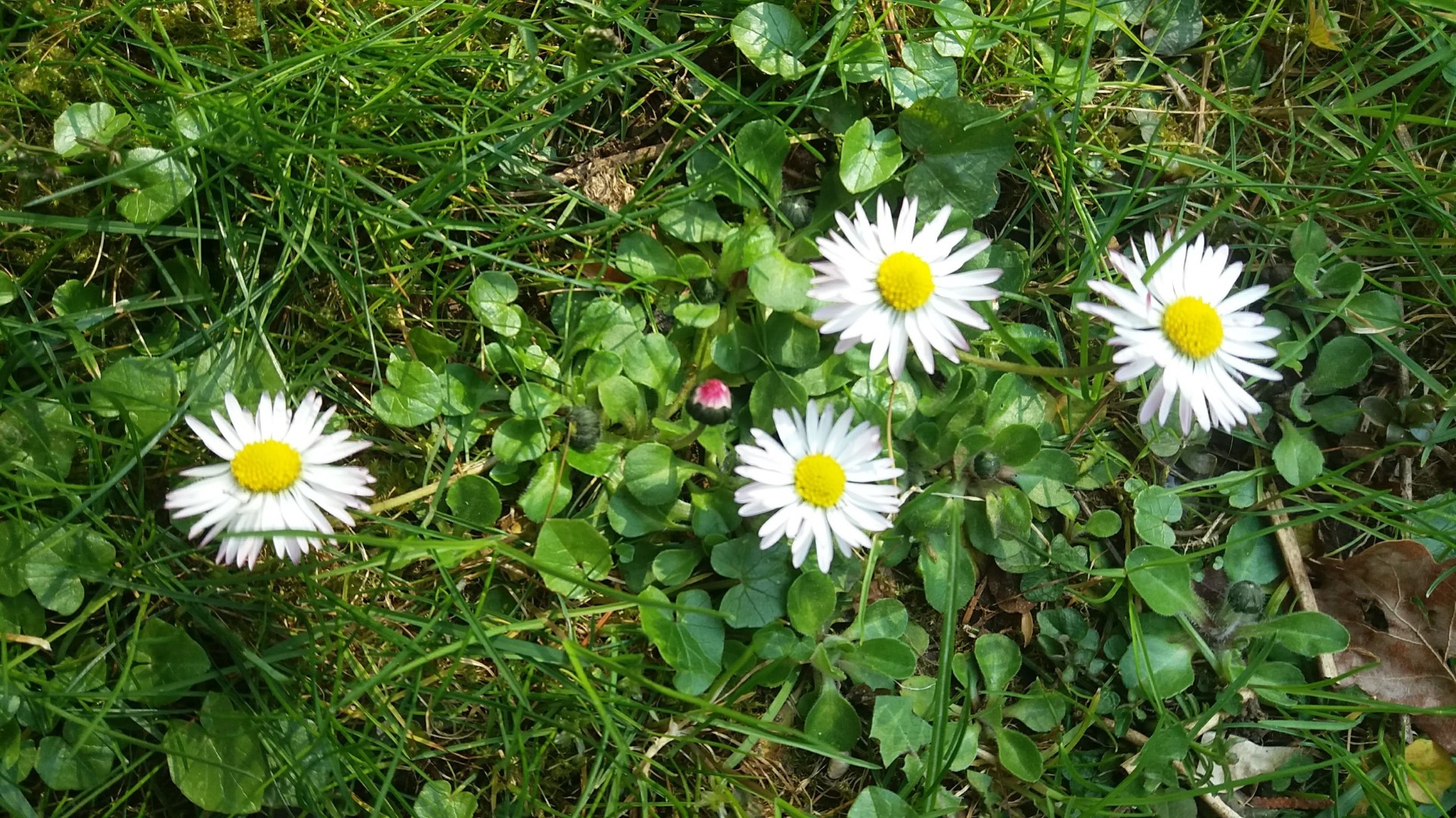 Gänseblümchen