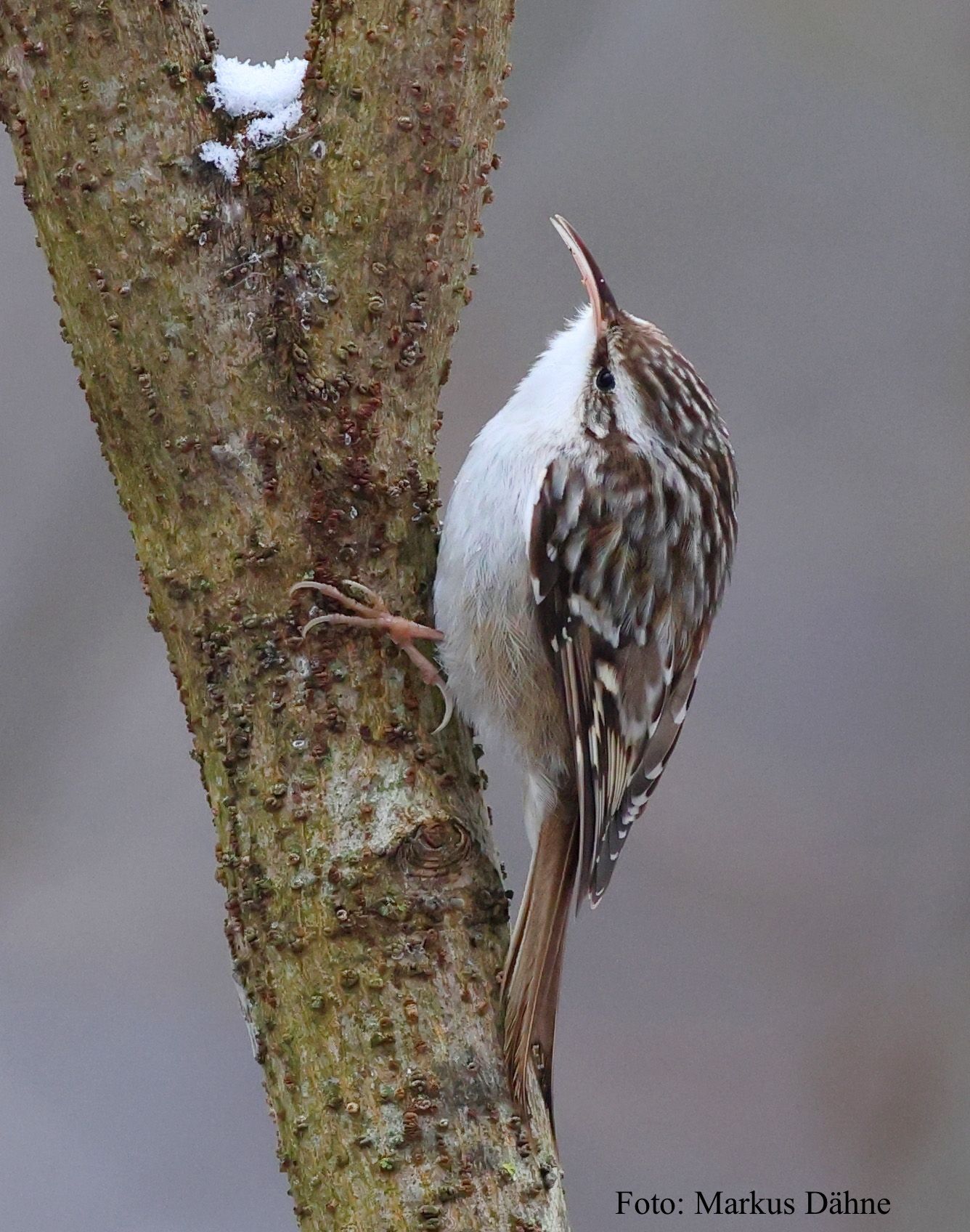 Gartenbaumläufer auf vertikalem Ast sitzend