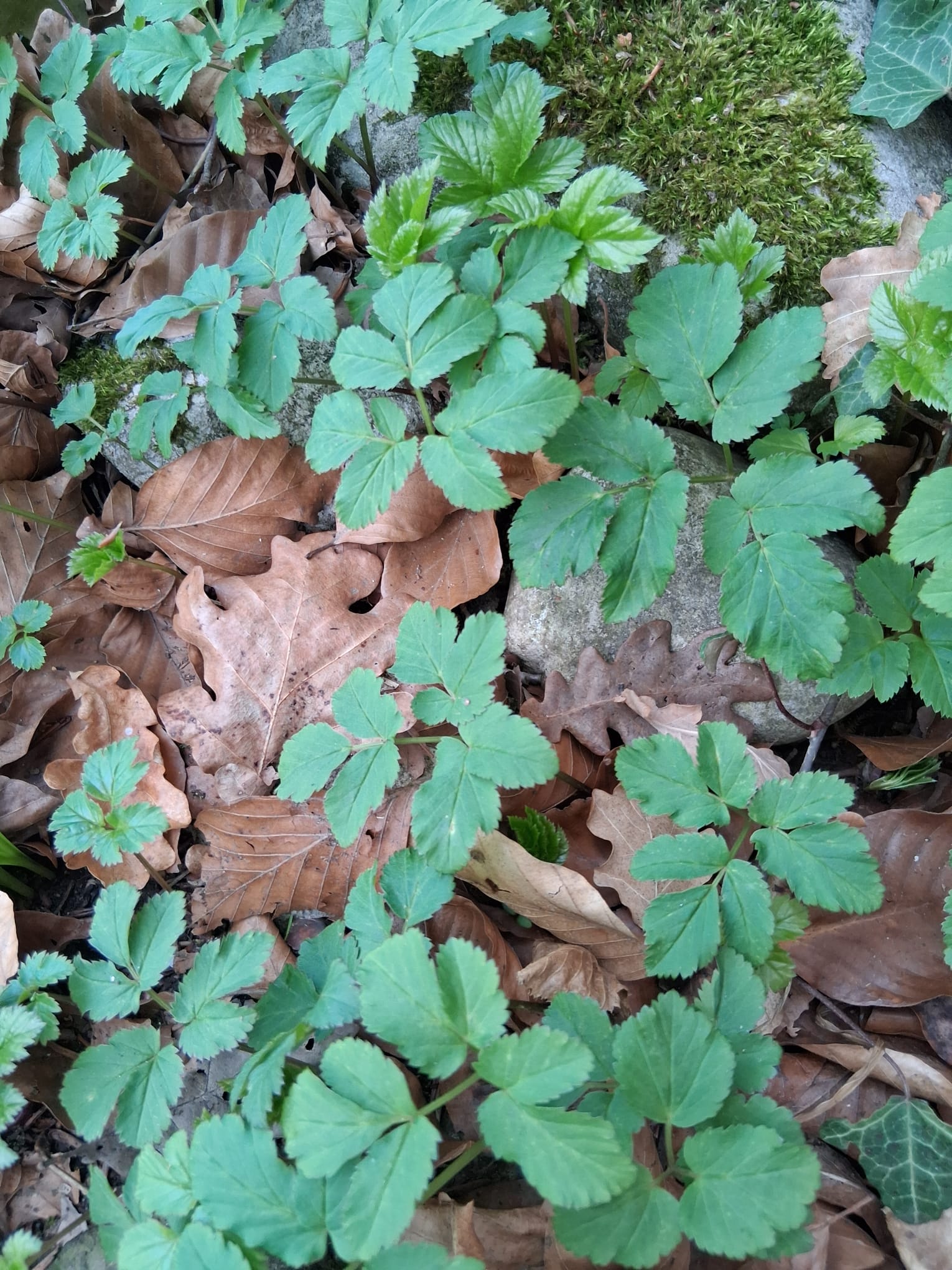 Zu sehen sind mehrere junge Gierschpflanzen, dazwischen Herbstlaub