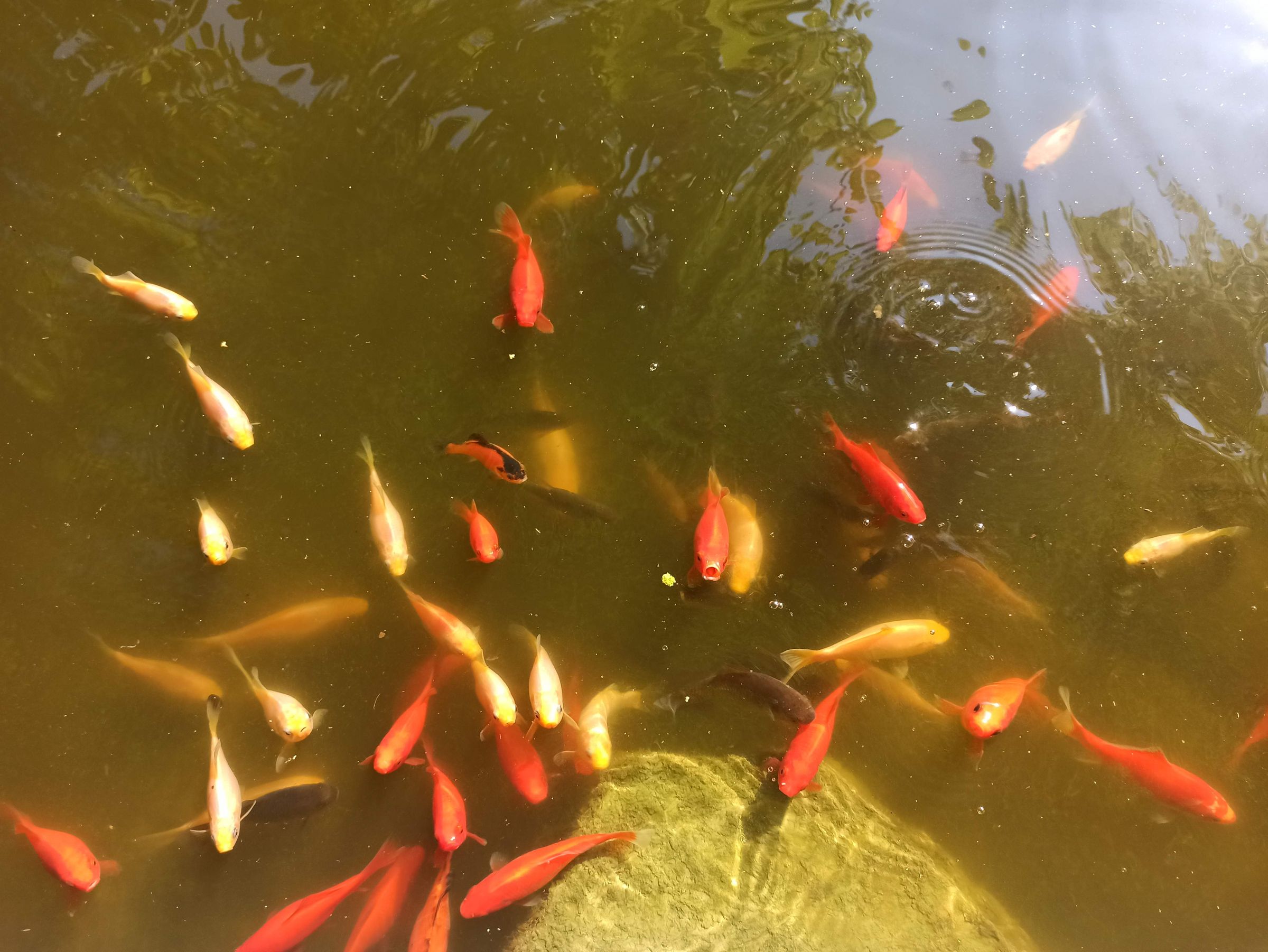 Goldfische