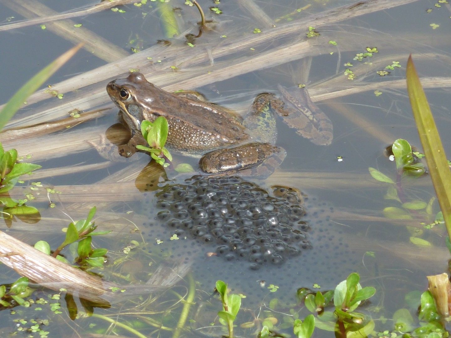 Grasfrosch