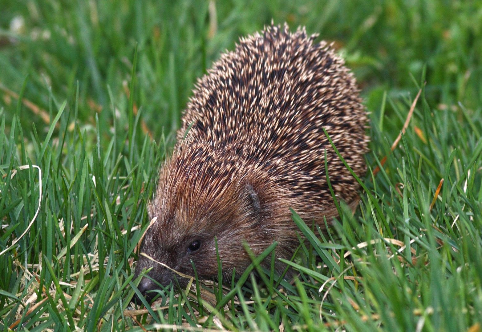 Igel