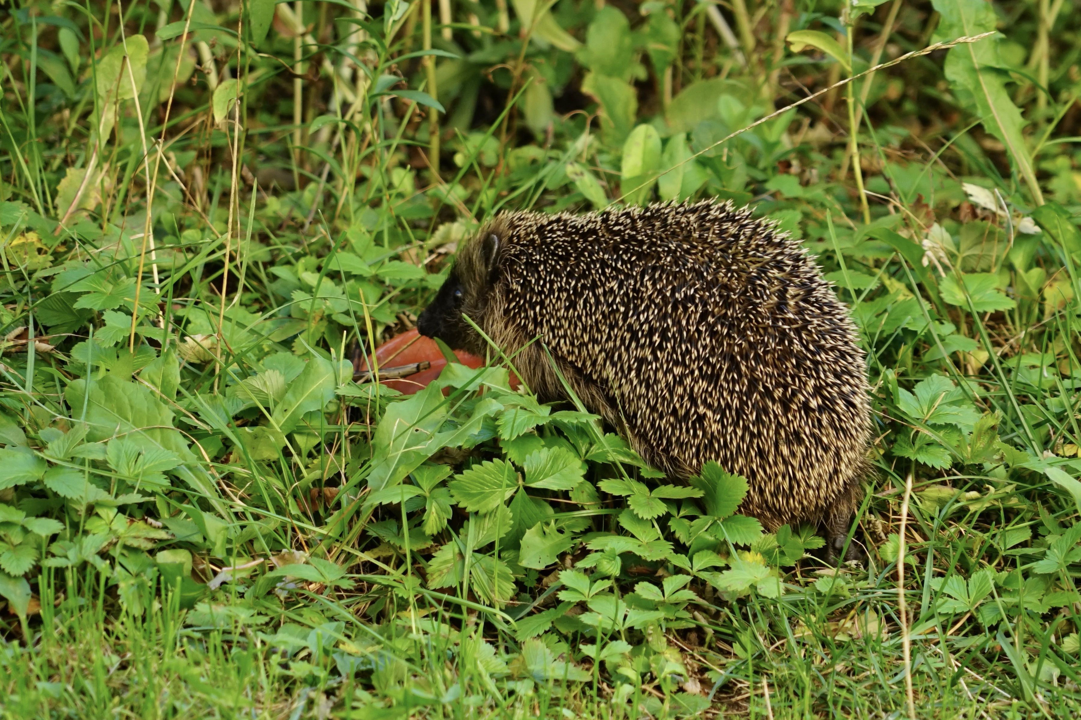 Das Foto zeigt einen Igel in einem Garten bei Tag.