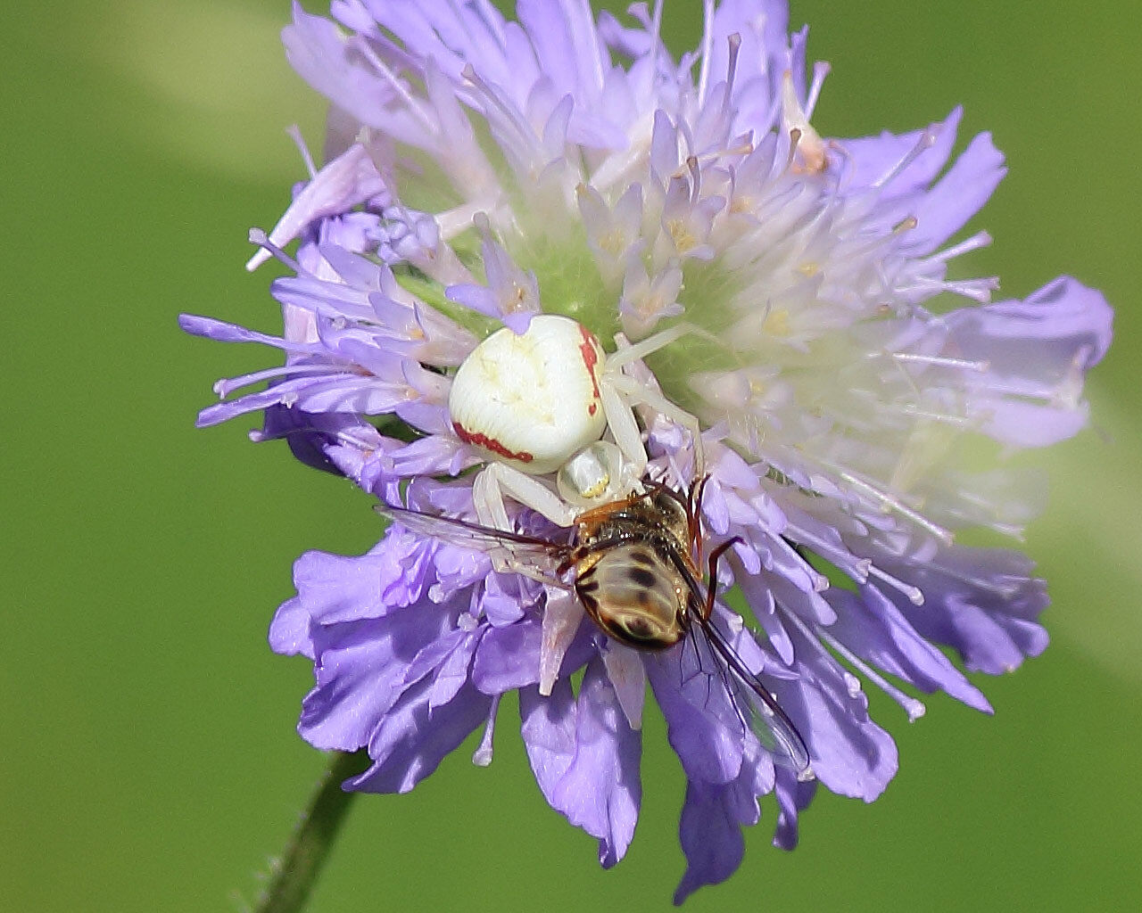 Krabbenspinne