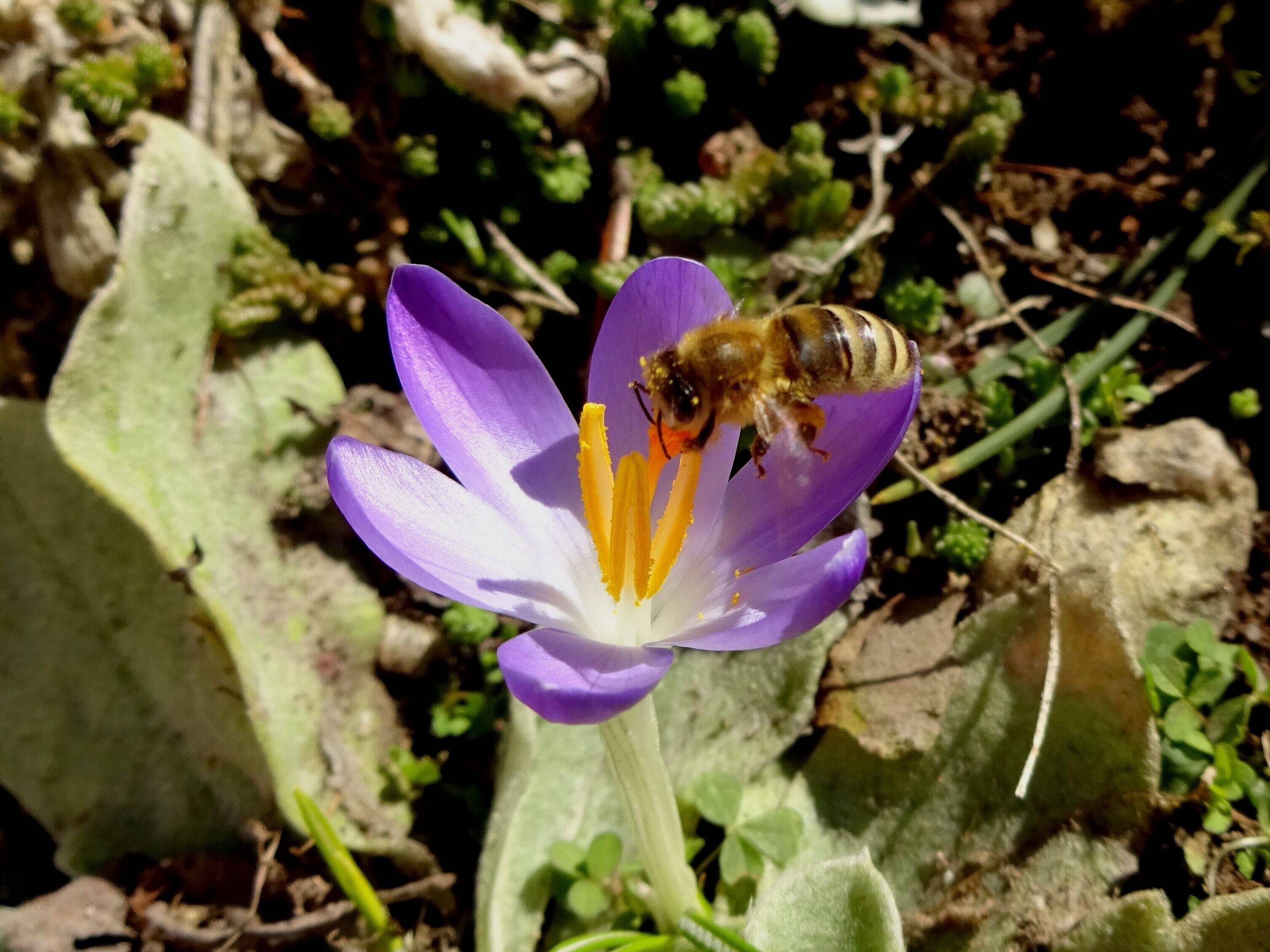 Krokus mit Biene