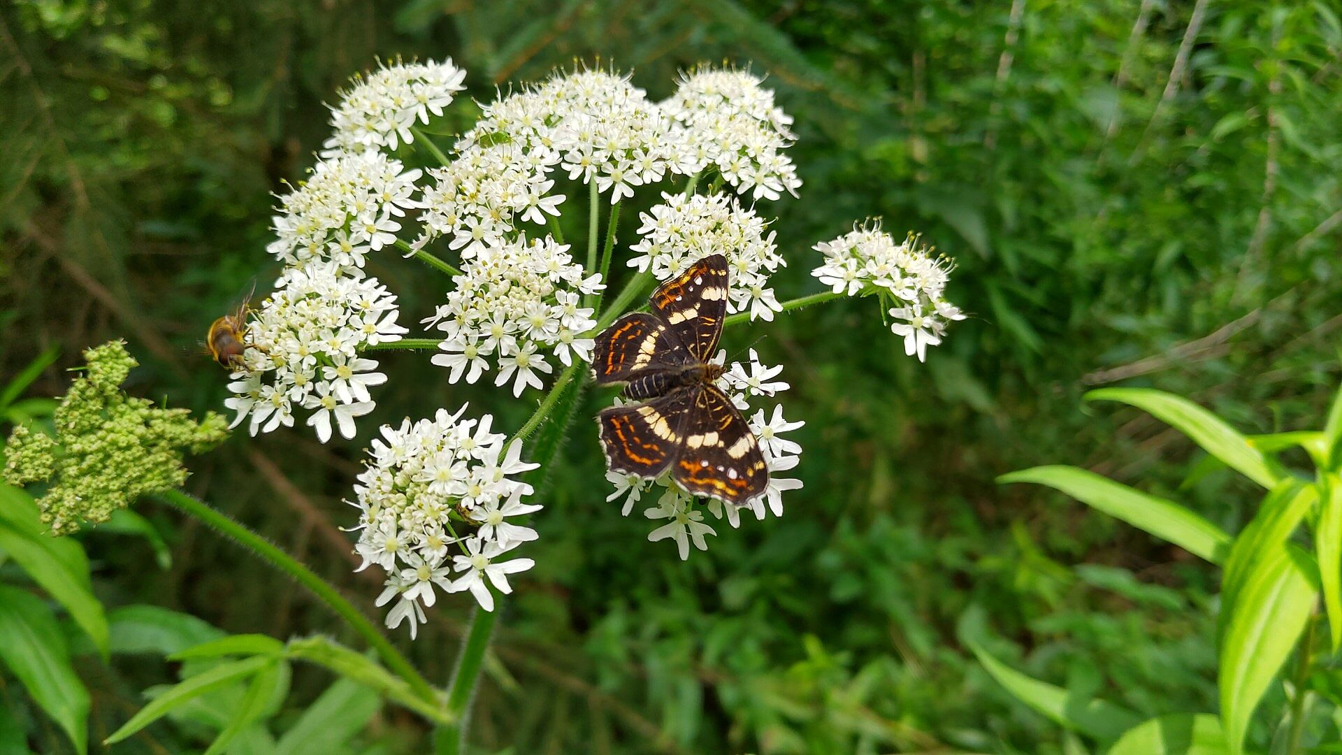 Landkärtchen (Sommer-Generation)