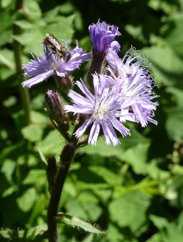 Alpenmilch-Lattich