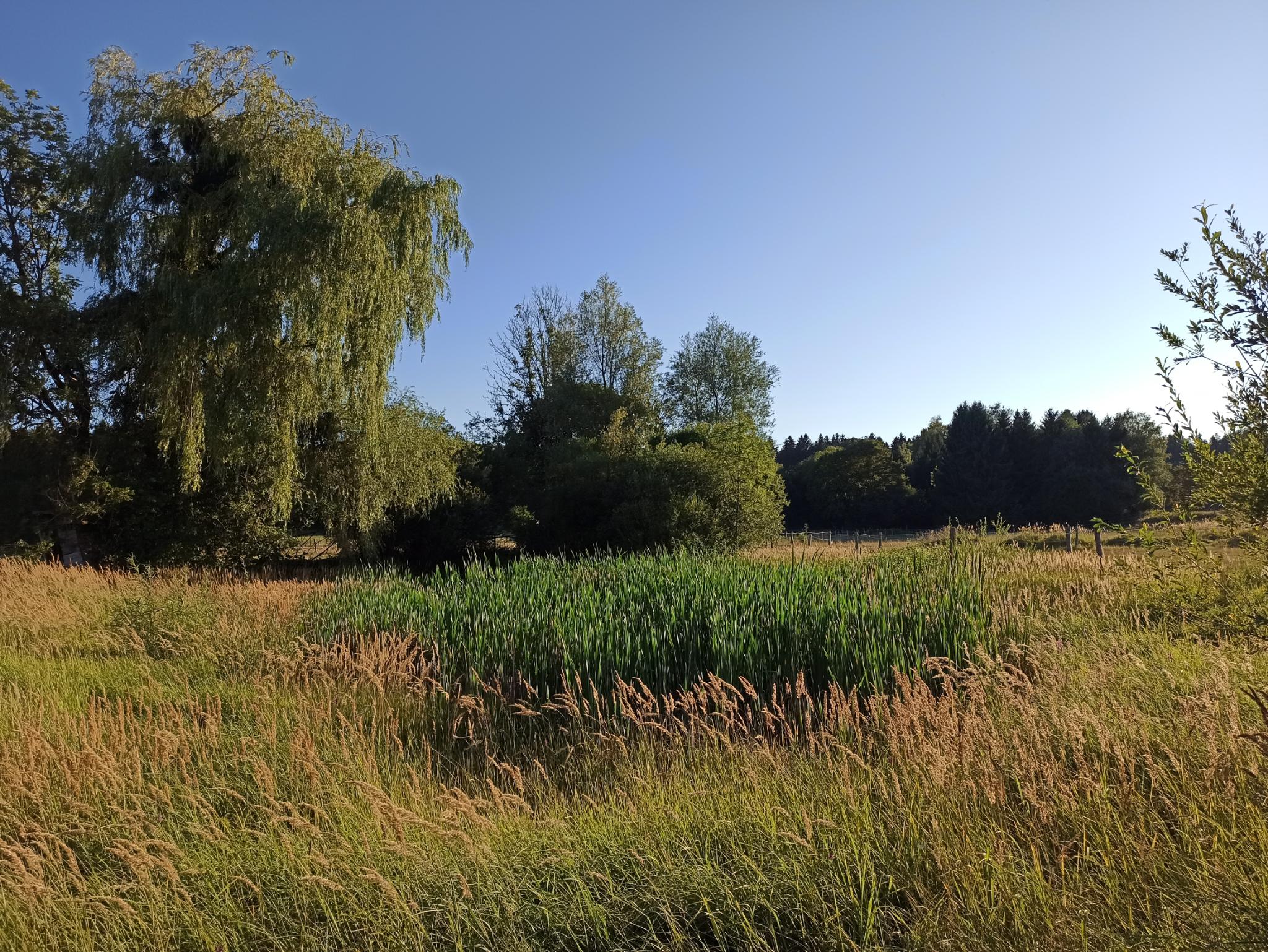 Ein mit Schilf bewachsener Teich, umgeben von hohem Gras und Bäumen ist zu sehen. Im Hintergrund sieht man einen Waldrand.