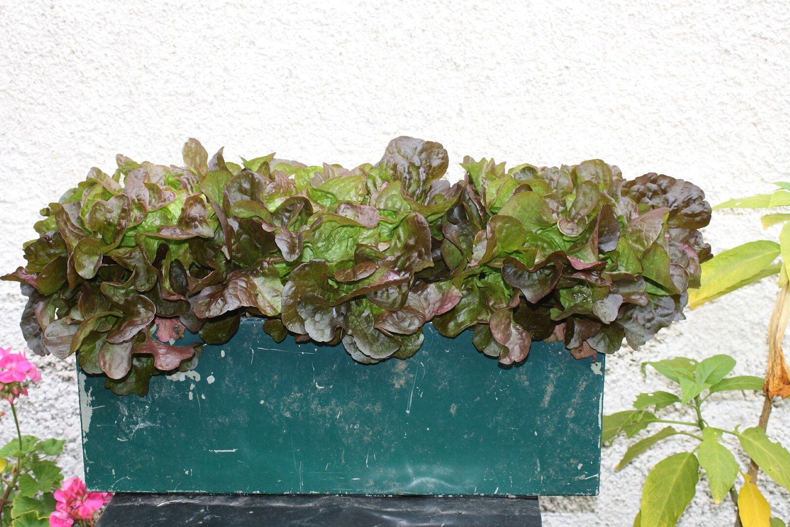 Salat im Balkonkasten