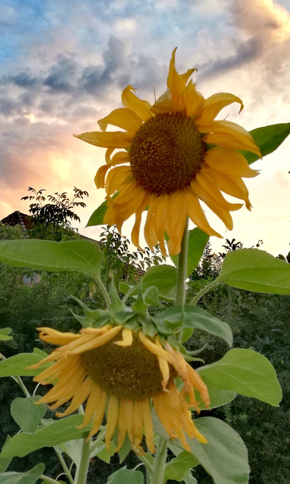 Sonnenblumen