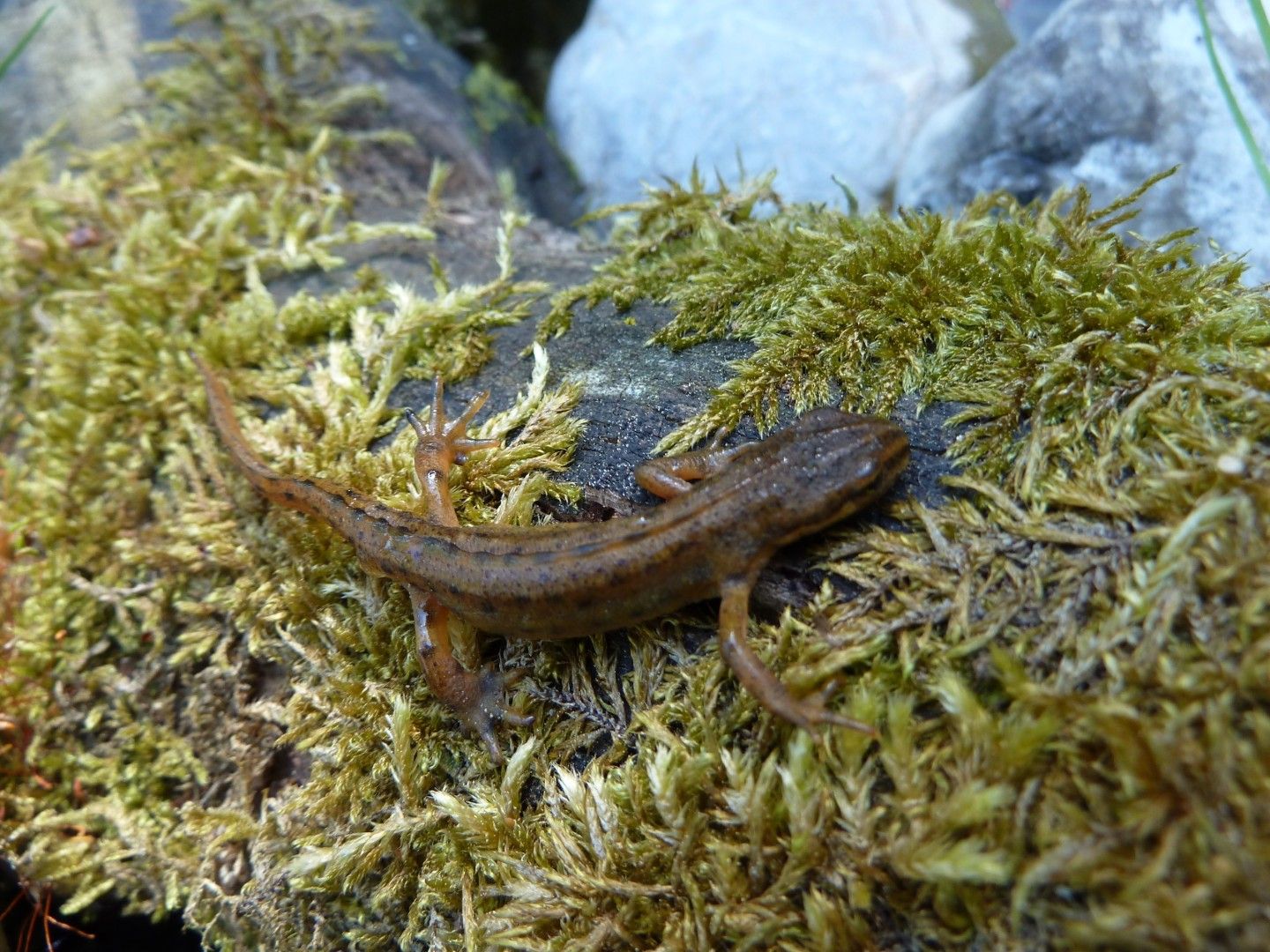 Teichmolch