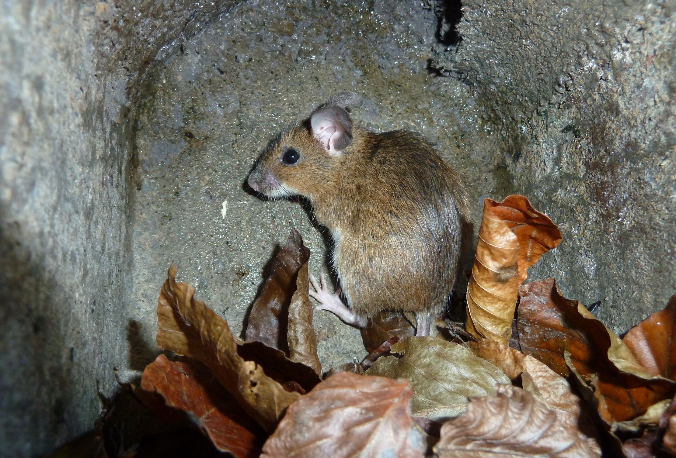 Waldmaus 