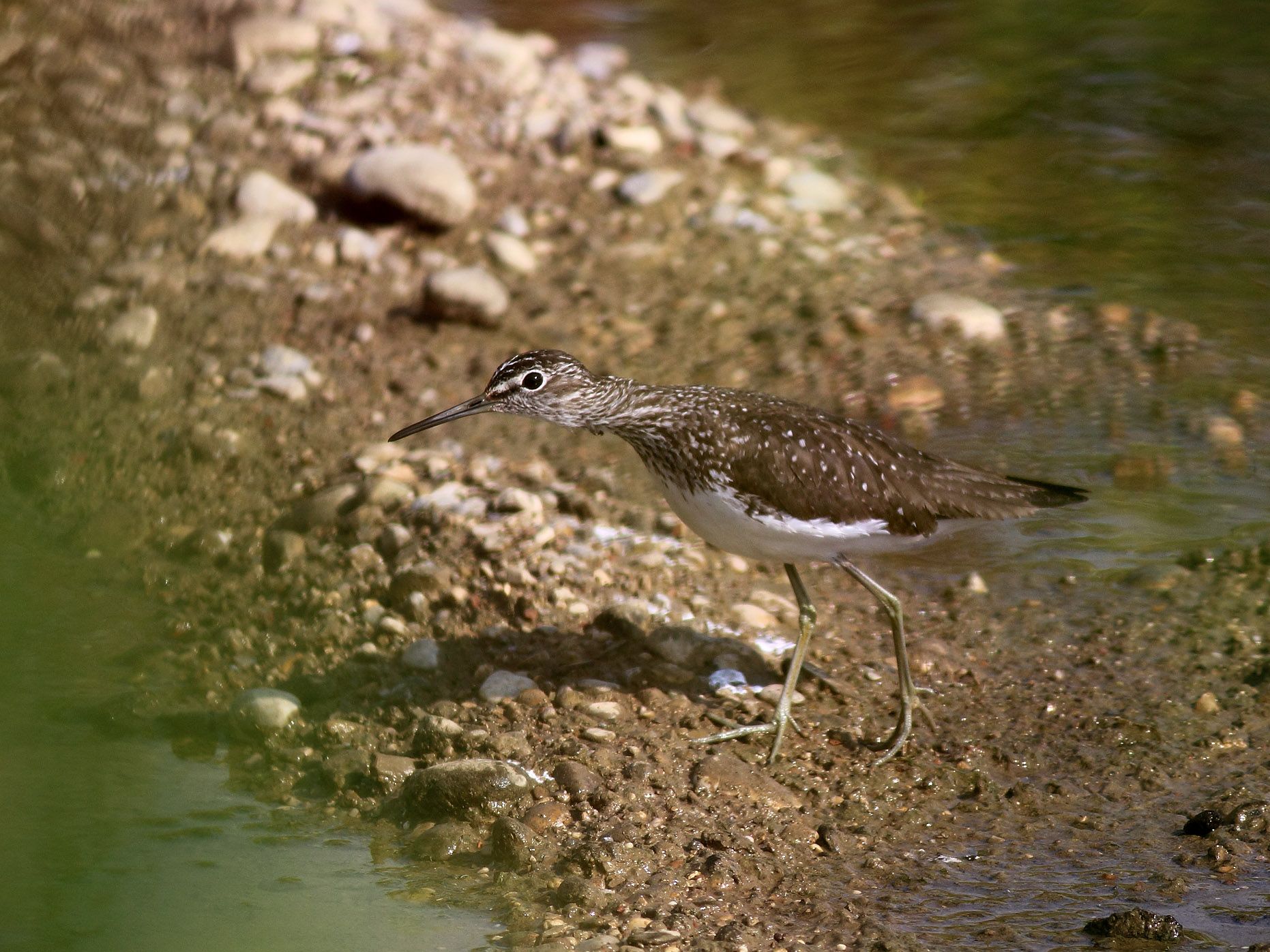 Waldwasserläufer