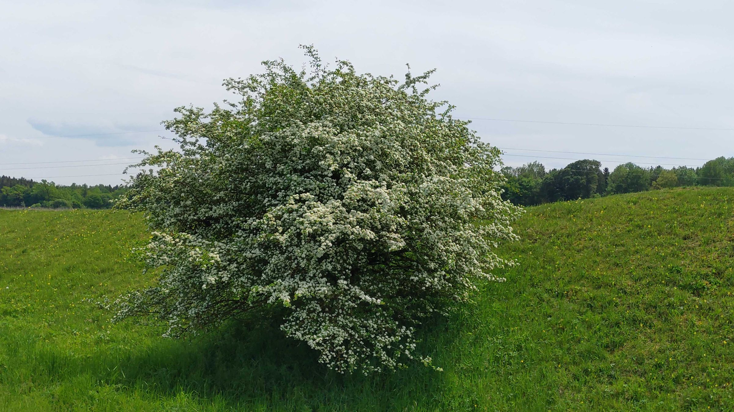 Weißdorn