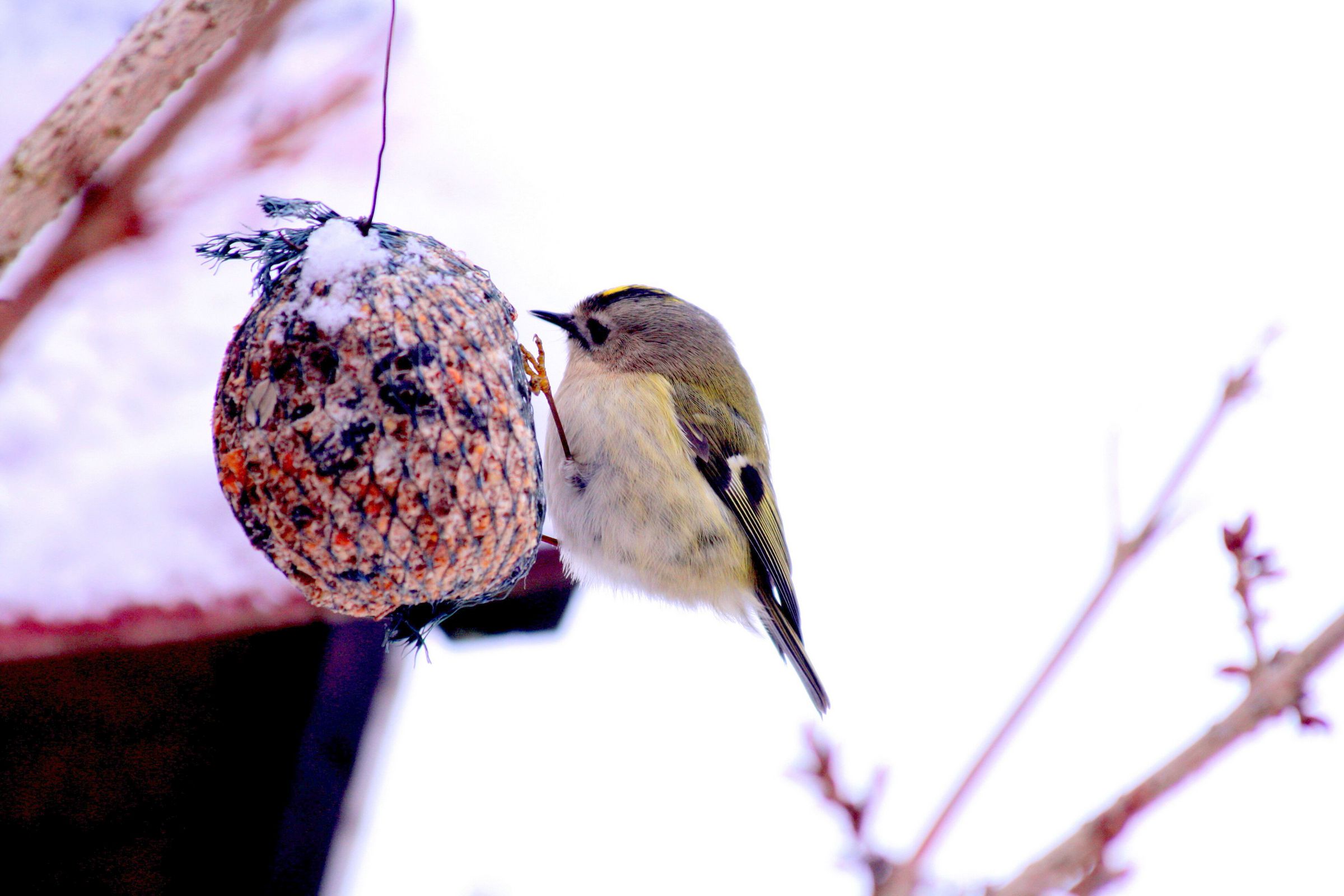 Wintergoldhähnchen